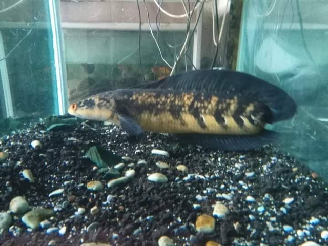 Channa Maruliodes Borneo, Foto ikan milik penulis