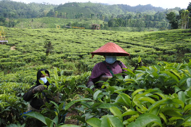 Pekerja memetik daun teh di Kebun Gunung Gambir PTPN XII, Sumberbaru, Jember, Jawa Timur, Selasa (5/10/2021). Foto: Seno/Antara Foto