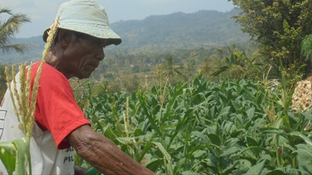Pertanian tembakau Puji Hardono, 70 tahun, di lahan seluas 1.000 meter di Padukuhan Karangdadap II, Desa Selopamioro, Imogiri, Bantul. Foto: Widi Erha Pradana.