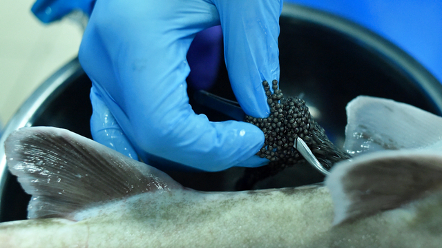 Pekerja mengekstrak kaviar dari sterlet di kompleks ikan sturgeon Aquatir di kota Tiraspol, ibu kota Transnistria, Moldova. Foto: SERGEI GAPON/AFP