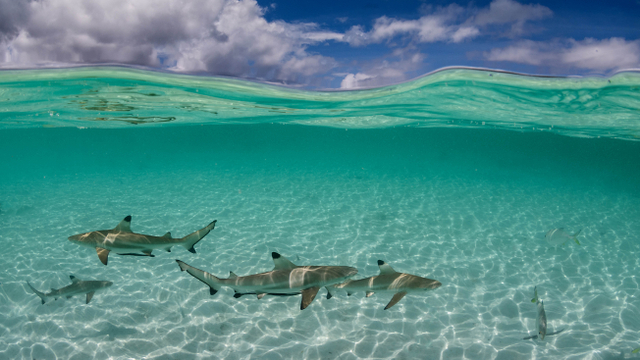 Ilustrasi anak hiu. Foto: Shutter Stock