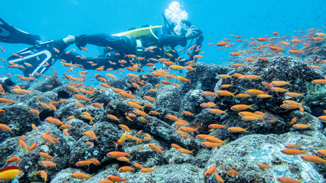 Prajurit KRI Bima Suci menyelam di spot Arus Balee, Sabang, Aceh, Kamis (7/10/2021). Foto: Muhammad Adimaja/ANTARA FOTO