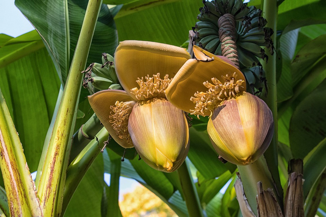 Pisang merupakan salah satu tumbuhan Angiospermae yang masuk dalam suku Zingiberaceae. Foto: Pixabay