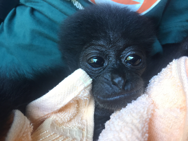 Mimi, Owa Siamang Yang Dipelihara Bupati Badung, Bali Ditranslokasi ke Sumbar. Foto: Denita br Matondang-Kumparan