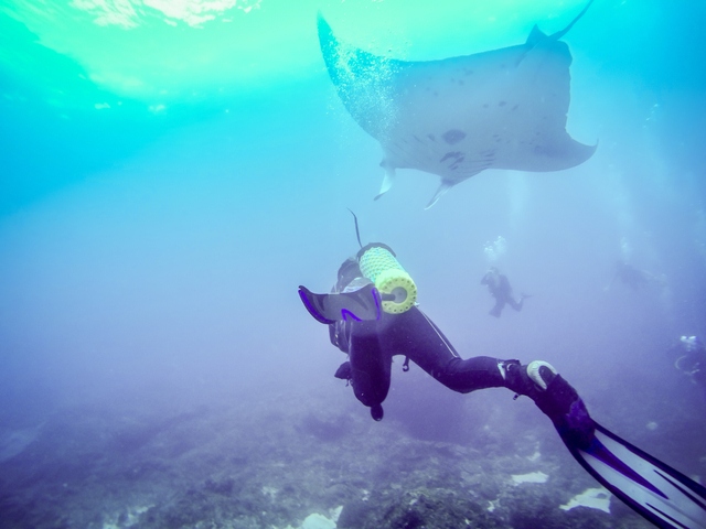 Penyelam berenang di dekat Pari Manta di Nusa Penida, Bali. Foto: Shutterstock