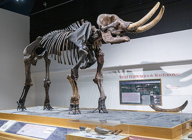 Ilustrasi tulang Mastodon. Foto: Wikimedia Commons
