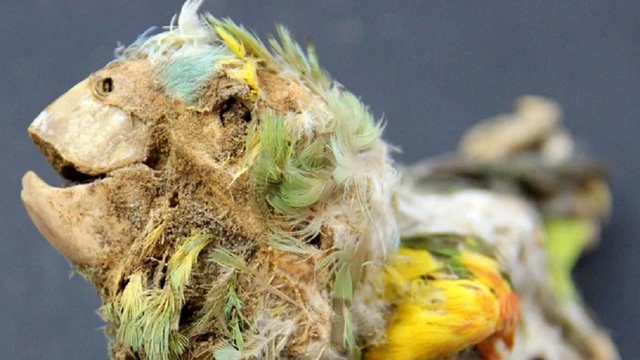 Mumi burung yang ditemukan Gurun Atacama, Chili. Foto: Calogero Santoro/Jose Capriles/PNAS