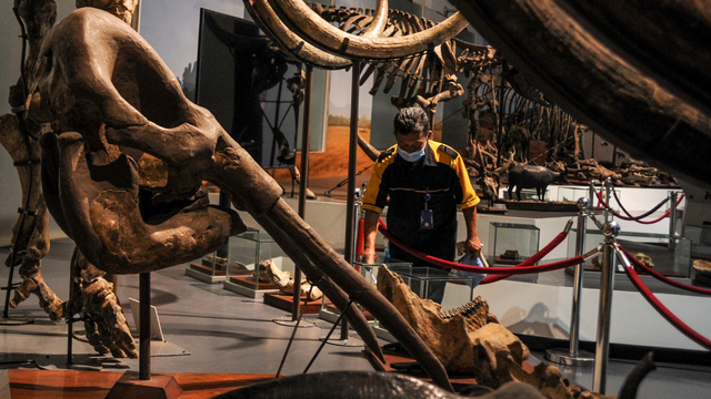 Pekerja membersihkan ruang pamer di Museum Geologi, Bandung, Jawa Barat, Kamis (7/10/2021). Foto: Raisan Al Farisi/Antara Foto
