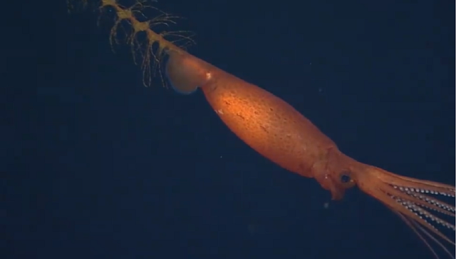 Cumi-cumi langka yang terekam kamera. Foto: Schmidt Ocean Institute