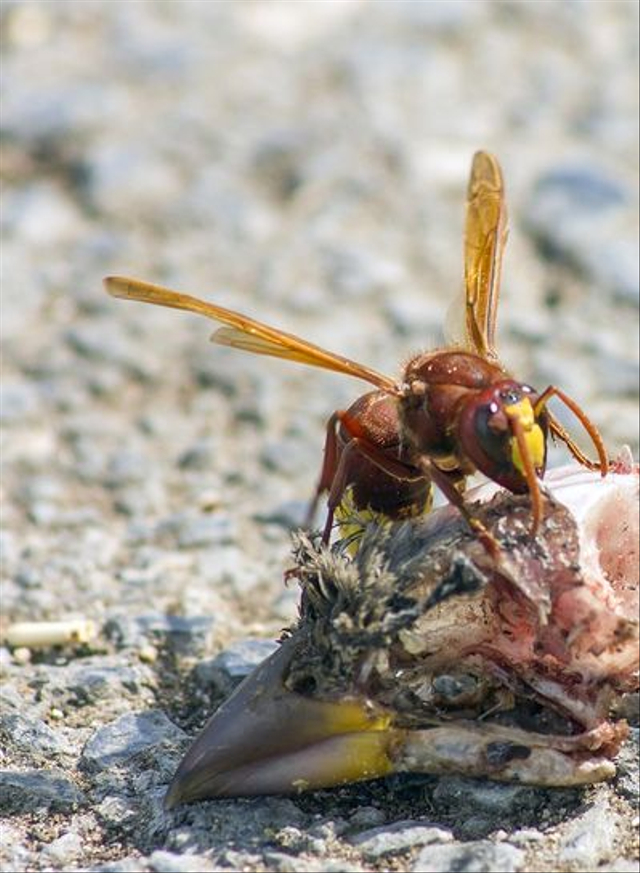 Hornet oriental. Foto: Pixabay/Erik Karits