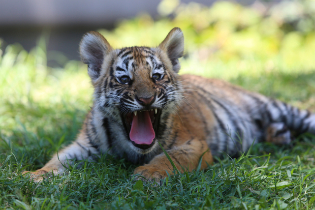 Satu dari empat anak harimau Benggala Chitara difoto di kebun binatang Guadalajara, di Guadalajara, Meksiko.  Foto: Fernando Carranza/REUTERS