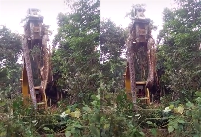 Viral video ular piton diangkat menggunakan excavator. Foto: Tangkapan Layar TikTok @fakrulazwa