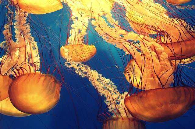 Coelenterata. Sumber: pixabay.com