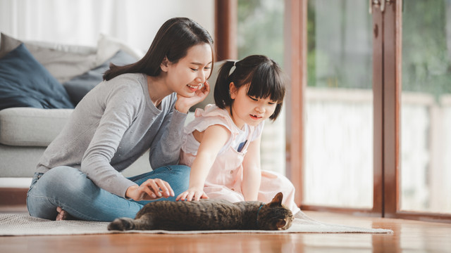 Ilustrasi kucing peliharaan keluarga. Foto: interstid/Shutterstock