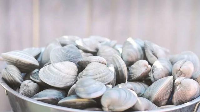Quahog laut, hewan berumur terpanjang di dunia. Foto: Shutterstock