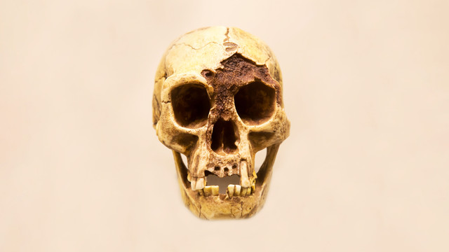 Tengkorak manusia hobbit Flores dengan rahang bawah (Homo floresiensis). Foto: Victor1153/Shutterstock