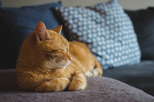 Menikmati rutinitas, tidur diatas sofa kesayangan. Sumber: Pixabay