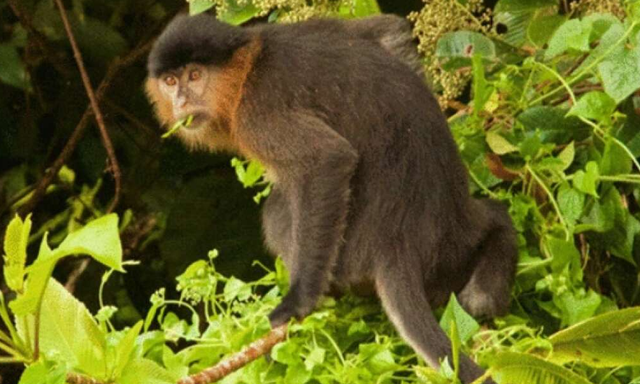 Penampakan monyet hibrida hasil kawin silang antara Bekantan dan Lutung.  Foto:  International Journal of Primatology