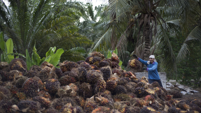 Ilustrasi perkebunan sawit. Foto: ashadhodhomei/Shutterstock