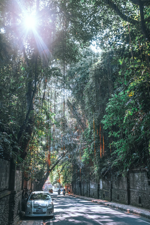 Tiket Masuk Kebun Raya Cibodas, Foto: Pexels/Maria Orlova.