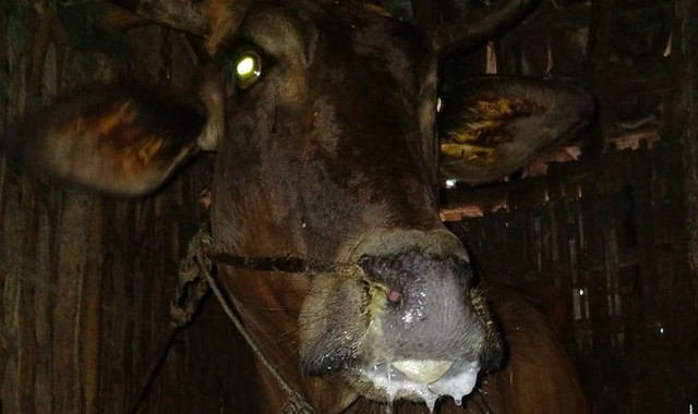 Ilustrasi - Sapi terkena PMK - foto: Jatimnow