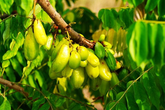 Buah belimbing wuluh. Sumber: Getty Images