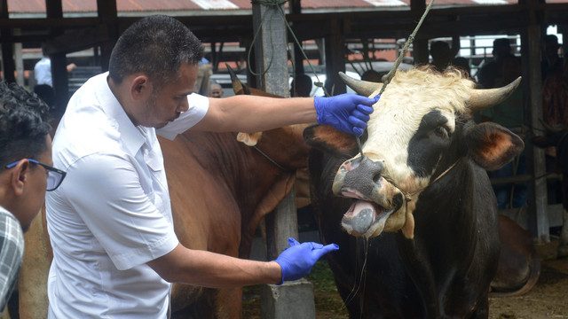 Tim kesehatan hewan memeriksa mulut ternak sapi sebelum vaksinasi di pasar hewan Desa Sibreh, Kecamatan Sibreh, Kabupaten Aceh Besar, Aceh, Selasa (11/5/2022). Foto: Ampelsa/ANTARA FOTO