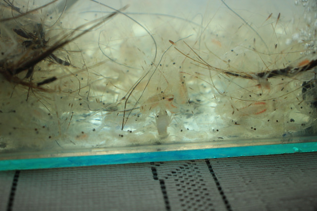 Barang bukti penyelundupan benih lobster atau benur di Polres Jember, Jawa Timur. Foto: Dok. Istimewa