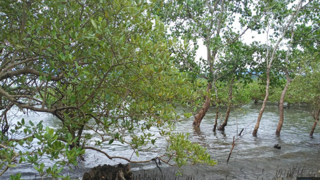 Mangrove di Desa Teep, Kecamatan Amurang Barat, Kabupaten Minahasa Selatan
