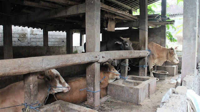 Sapi diisolasi di kandang milik warga Desa Singosari, Kecamatan Mojosongo, Boyolali. FOTO: Agung Santoso