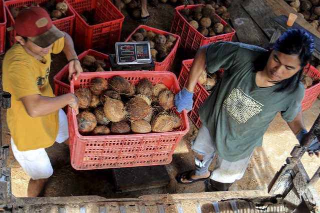 Pekerja mengangkut dan menyortir buah kelapa sebelum proses pembuatan minyak kelapa murni. Foto: Syifa Yulinnas/ANTARA FOTO