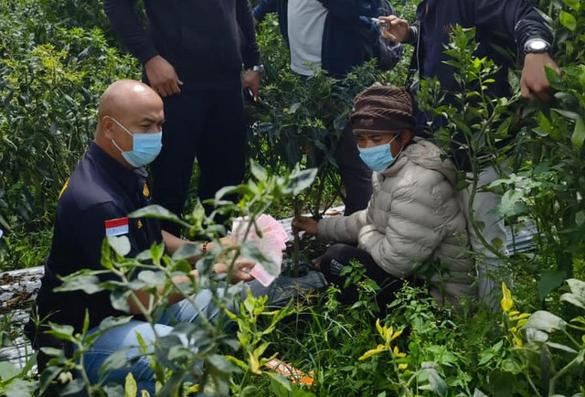 Penemuan uang di kebun cabai hasil curian di Bangli, Bali - IST
