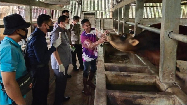 Penyakit mulut dan kuku (PMK) yang menyerang hewan ternak mulai menyebar hingga ke Aceh Besar, Kamis (12/5/2022). Foto: Polda Aceh