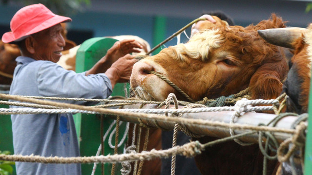 Peternak mengikat sapi miliknya yang dijual di Pasar Hewan Singosari, Malang, Jawa Timur, Jumat (13/5/2022). Foto: ANTARA FOTO/Ari Bowo Sucipto