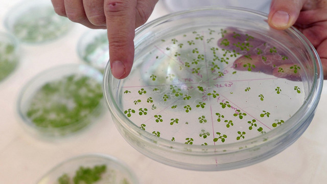 Ilustrasi bioteknologi. Foto: FOTO AFP / Juan Mabromata