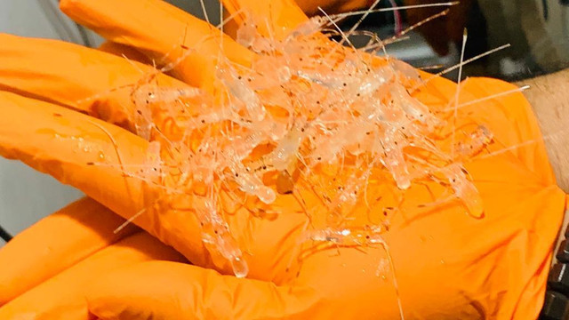 KKP dan Bea Cukai Gagalkan Penyelundupan Benur ke Singapura. Foto: KKP