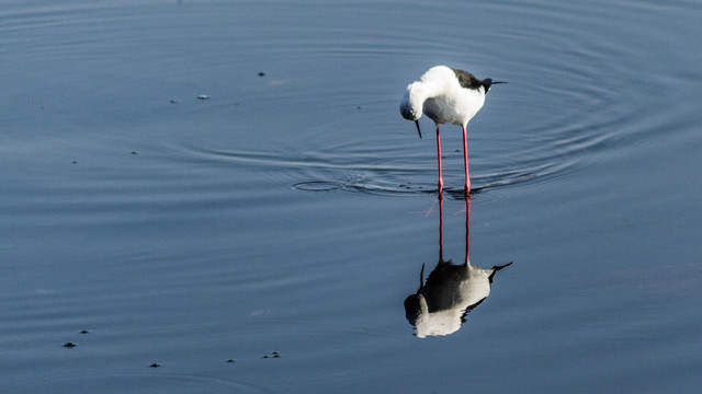 Ilustrasi foto refleksi. Foto: Priyank Dhami/Shutterstock