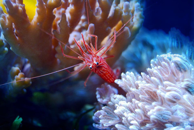 Ilustrasi Udang di Indonesia. (Foto: otakphoto by https://pixabay.com/id/)