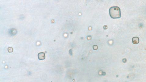 Ilmuwan menemukan mikroorganisme di batu berusia 830 juta tahun. Foto: Sara I. Schreder-Gomes et al./DOI:10.1130/G49957.1