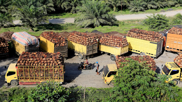 Sejumlah truk pengangkut Tanda Buah Segar (TBS) kelapa sawit mengantre untuk pembongkaran di salah satu pabrik minyak kelapa sawit milik PT.Karya Tanah Subur (KTS) Desa Padang Sikabu, Kaway XVI, Aceh Barat, Aceh, Selasa (17/5/2022). Foto: Syifa Yulinnas/ANTARA FOTO