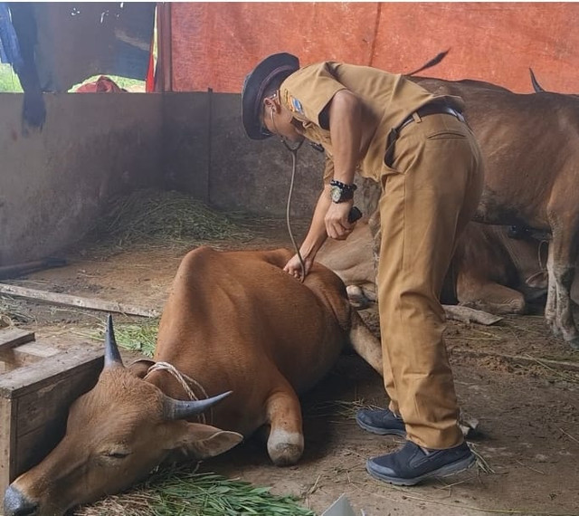 Sapi milik warga di Lubuklinggau. Foto: Istimewa