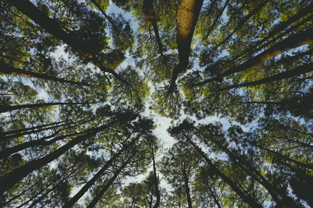 harga tiket masuk hutan pinus Mangunan. sumber foto : unsplash/ angle foto hutan dari bawah.