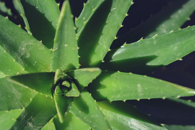 Apakah Aloe Vera Bisa Menghilangkan Bekas Jerawat? Cek Faktanya! Foto: Unsplash
