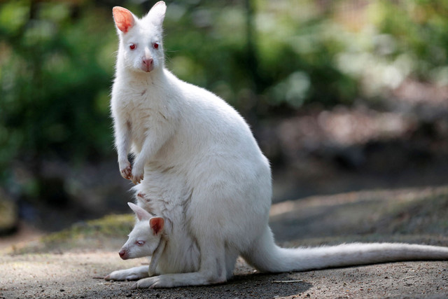 Sembilan Ekor Marsupial Mati Misterius di Kebun Binatang Australia | kumparan.com