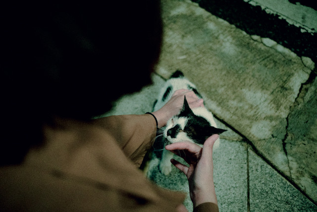 Ilustrasi kucing dan malaikat tak bersayap. Foto: pexels.com