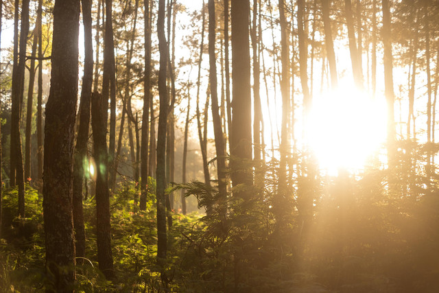 Ilustrasi hutan kayu Indonesia (Sumber: Pixabay.com)