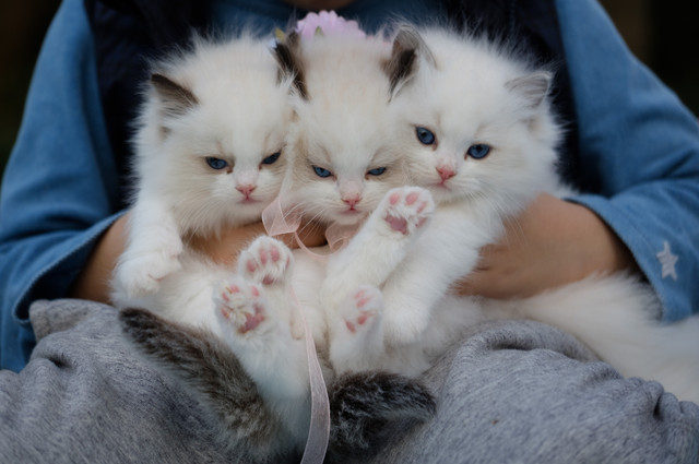 Ilustrasi Cara Membuang Kotoran Kucing, Foto Pexels Peng Louis