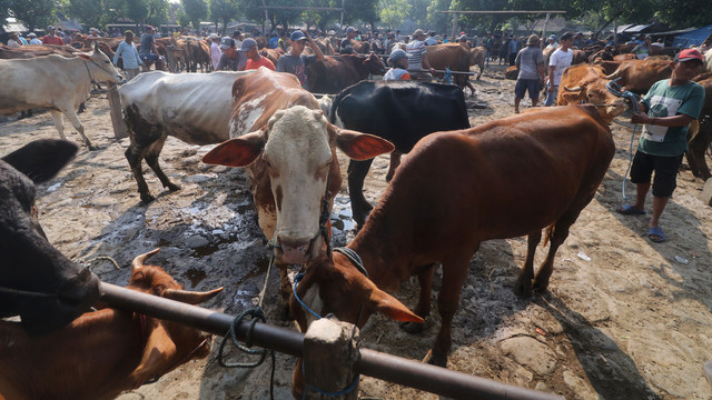 Suasana di pasar hewan Tertek, Kediri, Jawa Timur, Senin (23/5/2022).  Foto: Prasetia Fauzani/ANTARA FOTO