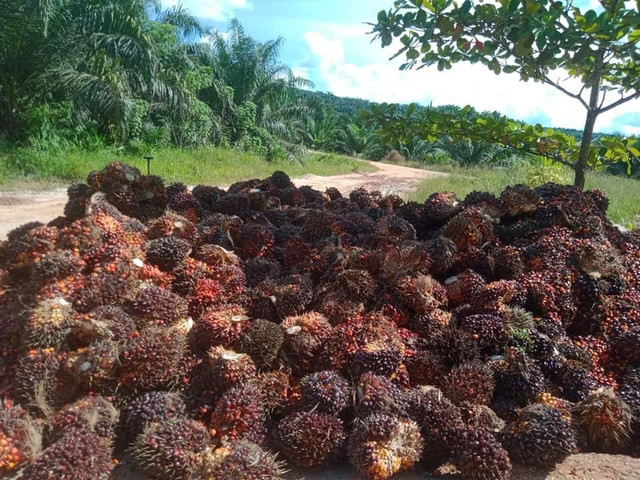Buah sawit yang sudah dipanen. Foto: Yusrizal/Hi!Pontianak