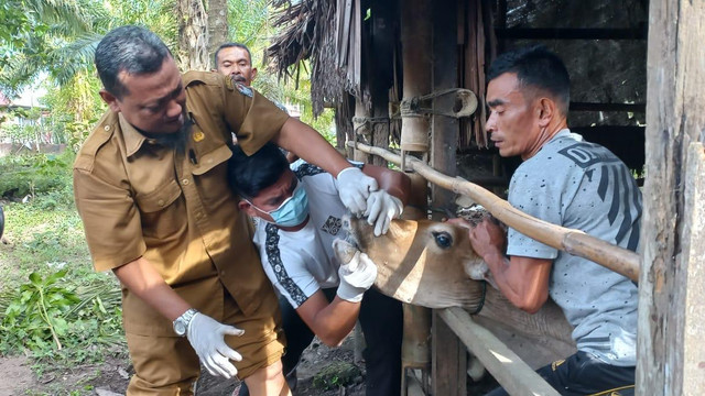 Pemeriksaan sapi di Aceh Barat yang diduga terjangkit penyakit mulut dan kuku (PMK). Foto: Siti Aisyah/acehkini 